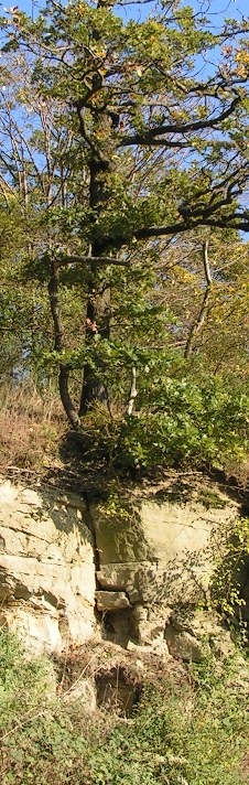 Schilfsandstein