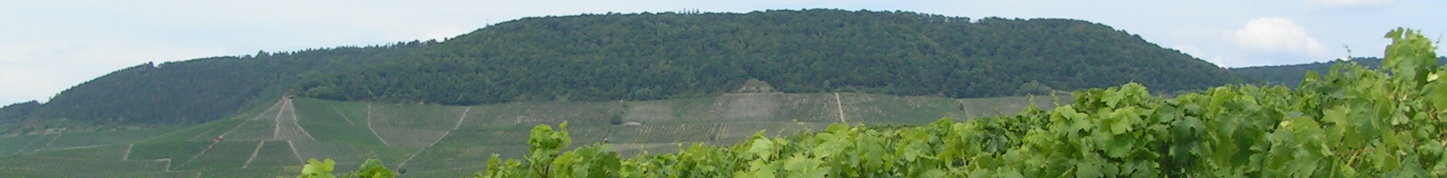 Geo-kologischer Lehrpfad in der Weinlage Kronsberg