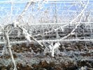 Grapevines in winter