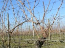 Grapevines in spring