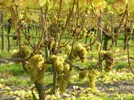 Weinreben im Herbst