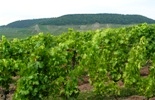 Grapevines in summer