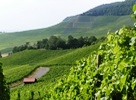 Vineyard site Julius-Echter-Berg seen from the vineyard site Kalb